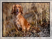 Pies, Working cocker spaniel