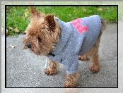 York, Sportowiec, Bluza