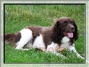 Springer spaniel angielski, biało-brązowe, umaszczenie