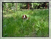 Springer spaniel walijski, wysoka, trawa