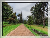 Sri Lanka, Drzewa, Alejka, Prowincja Środkowa, Miasto Nuwara Eliya, Victoria Park, Park miejski