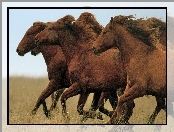 Stado, Galop, Brązowych, Koni