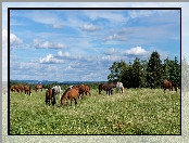 Stado, Drzewa, Konie, Łąka