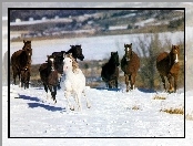 Konie, stado, śnieg