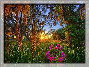 Stany Zjednoczone, Drzewa, Kwiaty, Stan Floryda, Lake Wales, Kemping Coleman Landings Campground, Wschód słońca