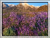 Stan Kalifornia, Kwiaty, Alabama Hills, Stany Zjednoczone, Góry, Łubin