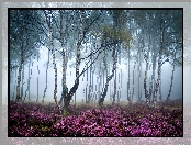 Stanton Moor, Anglia, Las, Jesień, Wrzosowisko, Park Narodowy Peak District, Brzozy, Mgła, Drzewa