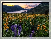 Fioletowy, Rzeka Kolumbia, Żółte, Kwiaty, Łąka, Góry Kaskadowe, Rezerwat przyrody Columbia River Gorge, Balsamorhiza, Stan Waszyngton, Stany Zjednoczone, Łubin