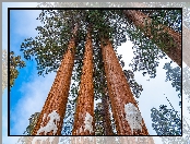 Stany Zjednoczone, General Grant Grove, Park Narodowy Kings Canyon, Kalifornia, Las, Drzewa, Sekwoje