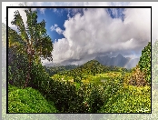 Wyspa Kauai, Stany Zjednoczone, Palmy, Góry, Tęcza, Hawaje, Chmury, Wzgórza, Roślinność
