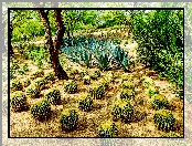 Kaktusy, Kalifornia, Stany Zjednoczone, Park, Ogród, Sunnylands Center Gardens, Rancho Mirage