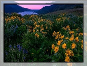 Stany Zjednoczone, Góry, Rzeka, Stan Oregon, Rezerwat przyrody Columbia River Gorge, Wzgórza, Kwiaty