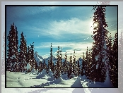 Stany Zjednoczone, Promienie słońca, Park Narodowy Mount Rainier, Zima, Waszyngton, Góry, Drzewa, Zaspy