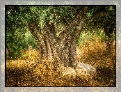 Trawy, Stare, Drzewo oliwne, Oliwka europejska, Kamienie