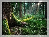 Stary, Słońca, Las, Promienie