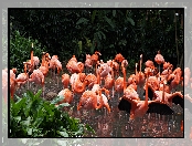 Flamingi, Staw, ZOO