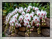 Murek, Kamienie, Kwiaty, Storczyki