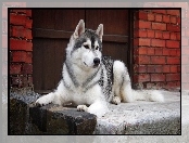 Husky, Stróż, Dom