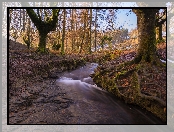 Park Narodowy Gorbea, Kraj Basków, Hiszpania, Drzewa, Las, Rzeczka, Strumyk