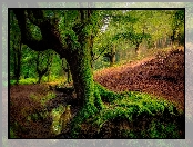 Hiszpania, Drzewa, Strumyk, Kraj Basków, Park Narodowy Gorbea, Las Otzarreta, Omszałe