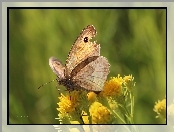 Strzępotek Ruczajnik, Motyl, Owad