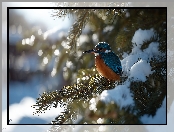 Zimorodek, Śnieg, Zima, Świerk, Grafika AI