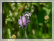 Trawa, Źdźbło, Motyl, Łąka, Kwiat, Driakiew, Polowiec szachownica