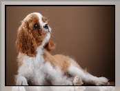 Szczeniak, Szczeniak, Cavalier king charles spaniel