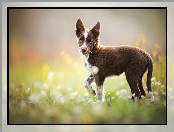 Szczeniak, Kwiaty, Border collie, Łąka