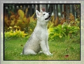 Husky, Szczeniak, Ogród