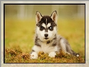 Szczeniak, Siberian husky, Ściółka