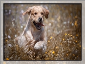 Szczeniak, Kwiaty, Golden retriever, Łąka