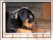 Słodki, szczeniak, Beauceron