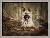 Szpic eurasier, Las, Gałęzie