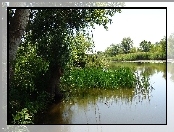 Jezioro, Szuwary, Drzewa