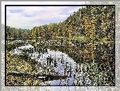 Jezioro, Szuwary, Las
