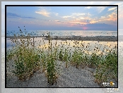Szuwary, Trawy, Stany Zjednoczone, Piasek, Jezioro, Lake Michigan, Michigan