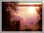 Szuwary, Jezioro, Zachód, Słońca, Pies