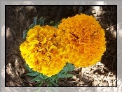 Tagetes erecta