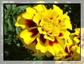 Tagetes patula