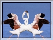 Flamingi, Taniec, Miłości