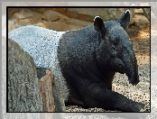 Tapir