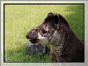 Tapir