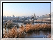 Tatarak, Bagna. Drzewa, Wzgórza.