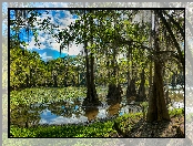 Stany Zjednoczone, Jezioro Caddo Lake, Las, Drzewa, Stan Teksas