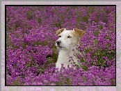 Terrier, Łąka, Kwiaty, Jack, Russell