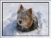 Norwich terrier, śnieg