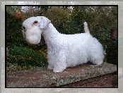 Sealyham Terrier, murek