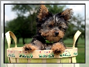 Yorkshire Terrier, Koszyk