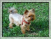 Yorkshire Terrier, 
